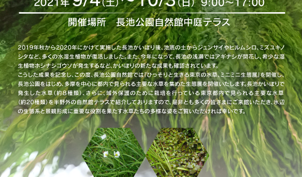 ひっそりと生きる東京の水草、ミニミニ生態展